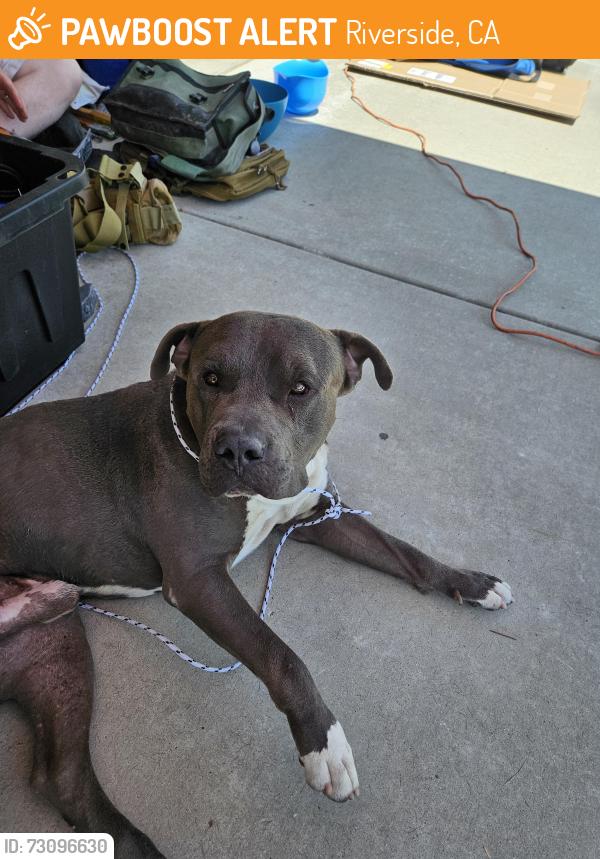 Found/Stray Male Dog last seen Chinotto lane, Riverside, CA 92508