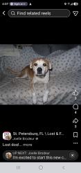 Reunited Male Dog last seen Pinellas point dr / Roy Hannah, St. Petersburg, FL 33712
