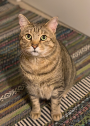 Reunited Male Cat last seen Riverside of La Riviera between Mediterranean Way and Lido Ct, Sacramento, CA 95826