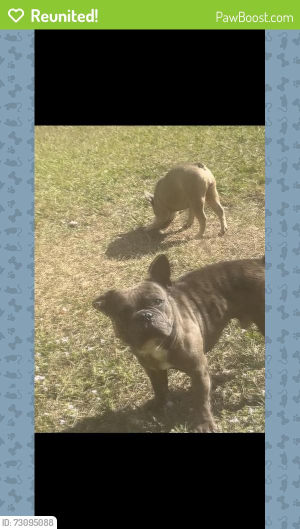 Reunited Male Dog last seen Near SW Cheribon St, Port St. Lucie, FL 34953, USA, Port St. Lucie, FL 34953