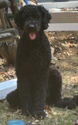 Reunited Male Dog last seen McIntyre Rd, Trussville, Alabama, Jefferson County, AL 35173
