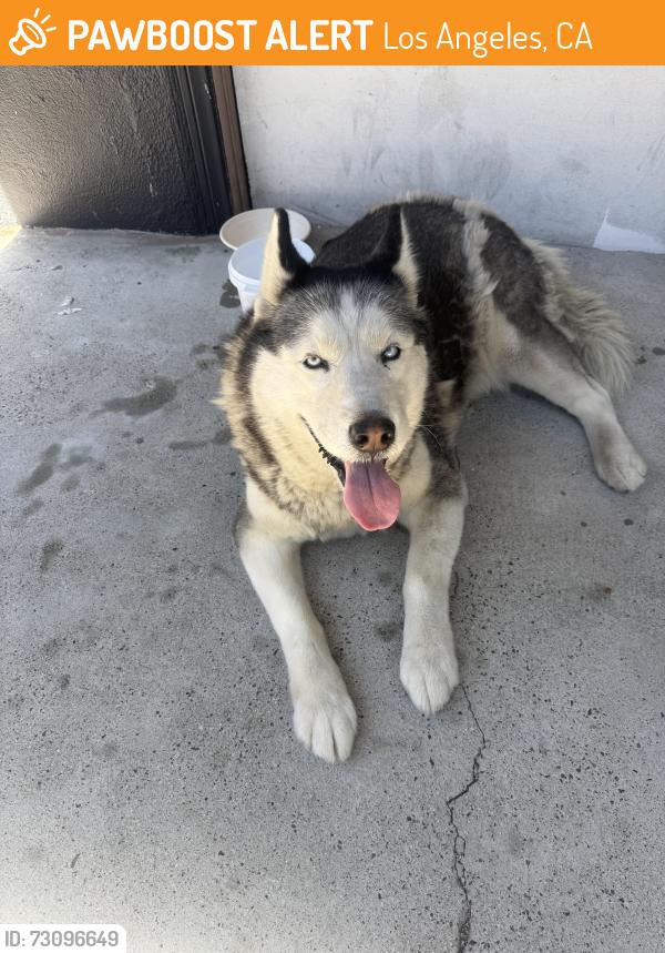 Found/Stray Unknown Dog last seen Near w 59th pl, Los Angeles, CA 90043