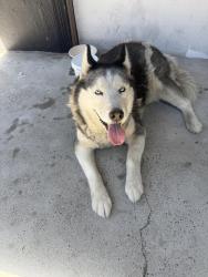Found/Stray Unknown Dog last seen Near w 59th pl, Los Angeles, CA 90043