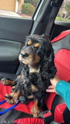 Reunited Male Dog last seen Near lantana dr, Orlando, FL 32807