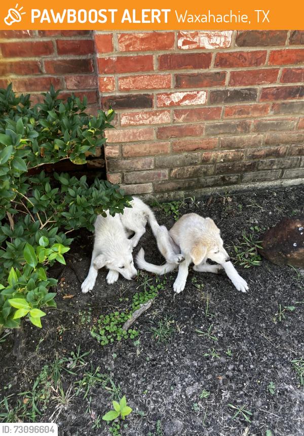 Found/Stray Male Dog last seen Off 813 north of Waxahachie, Waxahachie, TX 75165