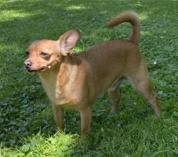 Reunited Male Dog last seen Intersection of Maple Ave and Taft St, Irvington, NJ 07111
