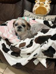 Found/Stray Male Dog last seen Paseo grande , San Lorenzo, CA 94580