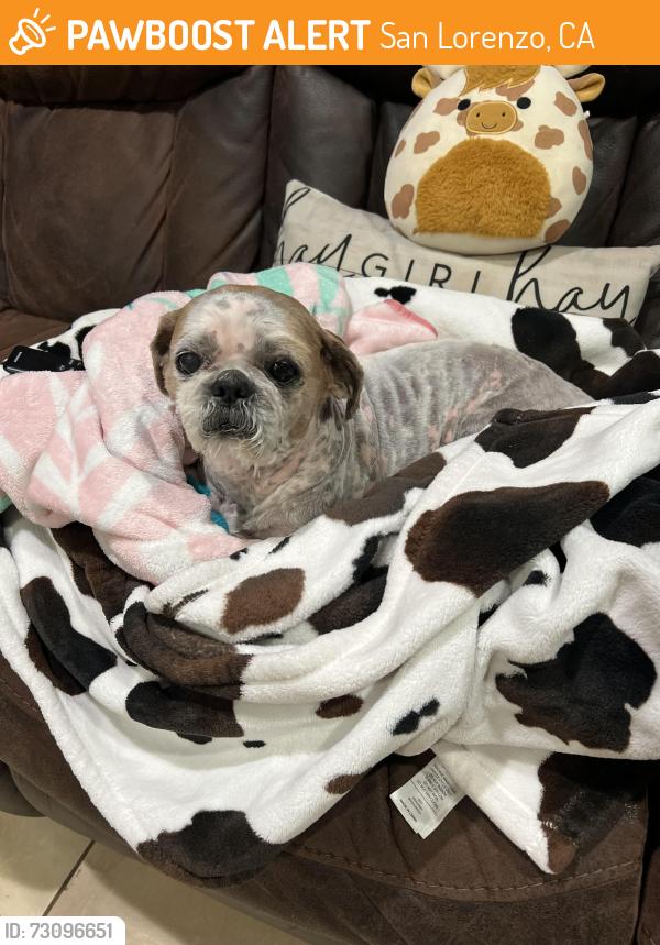 Found/Stray Male Dog last seen Paseo grande , San Lorenzo, CA 94580