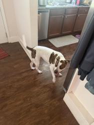 Found/Stray Female Dog last seen Coker and Maury, Charlotte, NC 28208