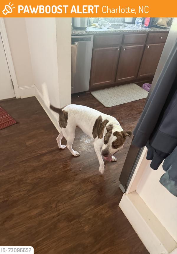 Found/Stray Female Dog last seen Coker and Maury, Charlotte, NC 28208