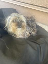 Found/Stray Male Dog last seen Hidden Pines Rd, Santa Maria, CA 93458