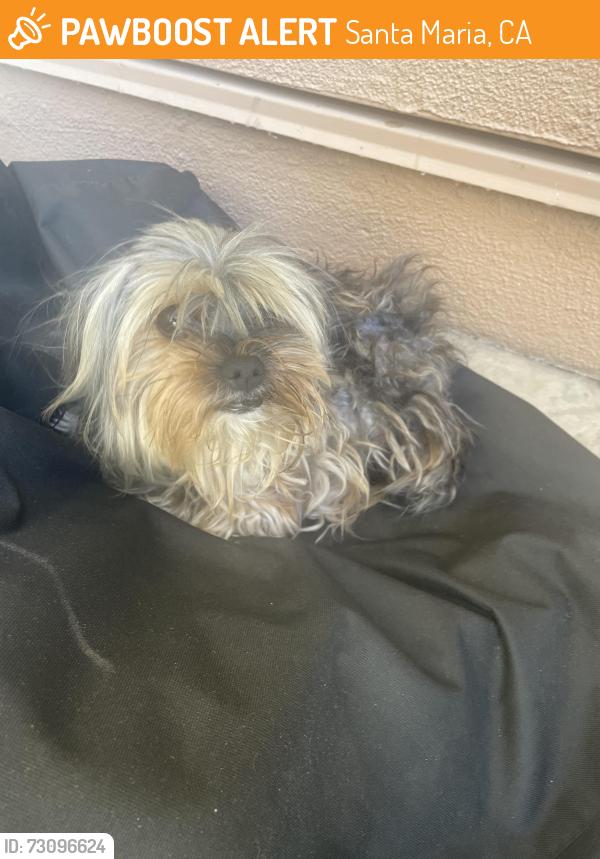 Found/Stray Male Dog last seen Hidden Pines Rd, Santa Maria, CA 93458