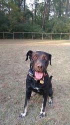 Lost Female Dog last seen Near Hayes road, Bessemer, AL, Bessemer, AL 35022