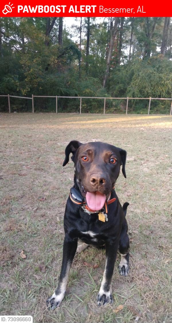 Lost Female Dog last seen Near Hayes road, Bessemer, AL, Bessemer, AL 35022