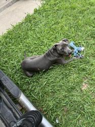 Lost Female Dog last seen Near king William dr., Arlington, TX 76018