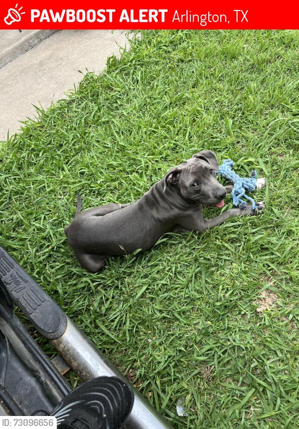 Lost Female Dog last seen Near king William dr., Arlington, TX 76018