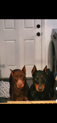 Lost Female Dog last seen 75th Street West Avenue M, Palmdale, CA 93551