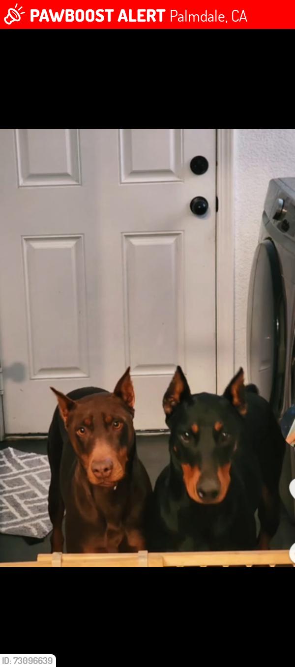 Lost Female Dog last seen 75th Street West Avenue M, Palmdale, CA 93551