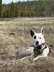 Lost Male Dog last seen McAllister Park, San Antonio, San Antonio, TX 78247