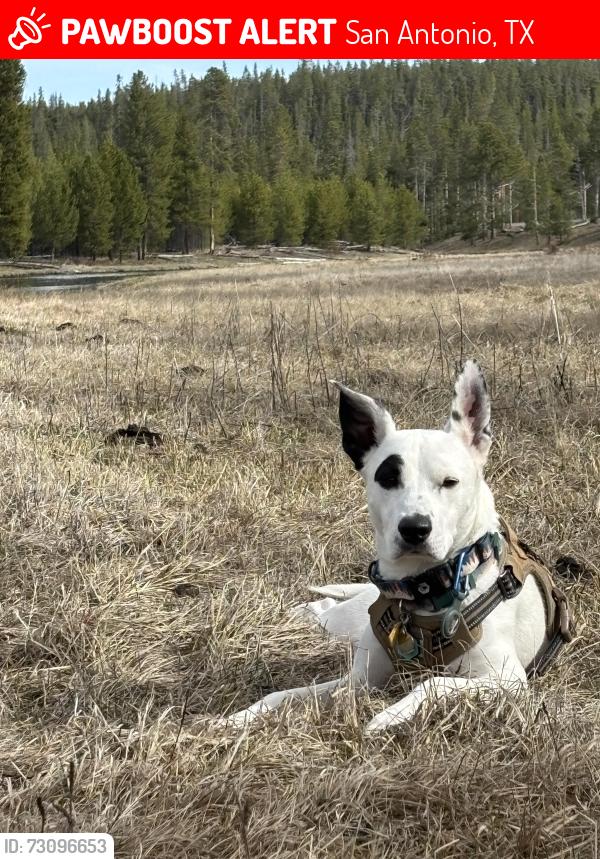 Lost Male Dog last seen McAllister Park, San Antonio, San Antonio, TX 78247