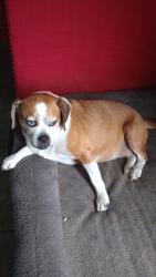 Lost Female Dog last seen Balboa drive, Orlando, FL 32818