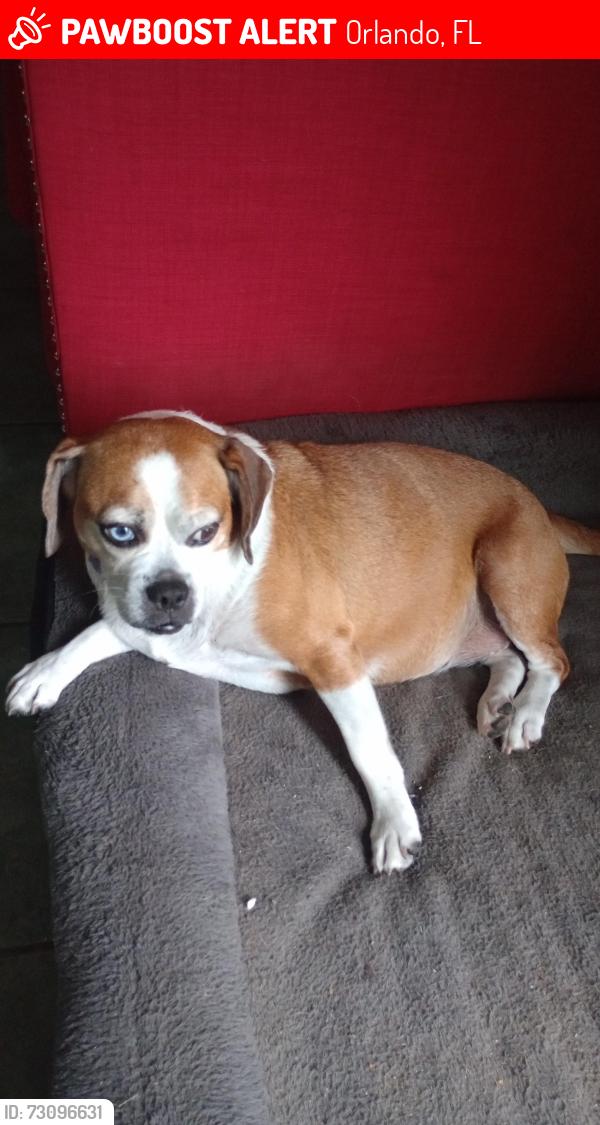 Lost Female Dog last seen Balboa drive, Orlando, FL 32818