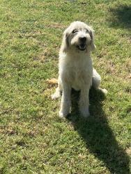 Found/Stray Male Dog last seen Lavon and buckingham, Garland tx, Garland, TX 75040