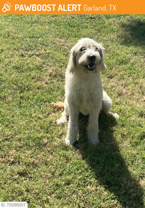 Found/Stray Male Dog last seen Lavon and buckingham, Garland tx, Garland, TX 75040