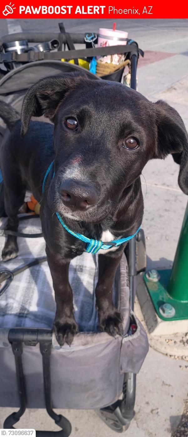 Lost Female Dog last seen Thunderbird Rd & 18th St, Phoenix, AZ 85022