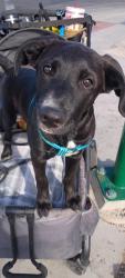 Lost Female Dog last seen Thunderbird Rd & 18th St, Phoenix, AZ 85022