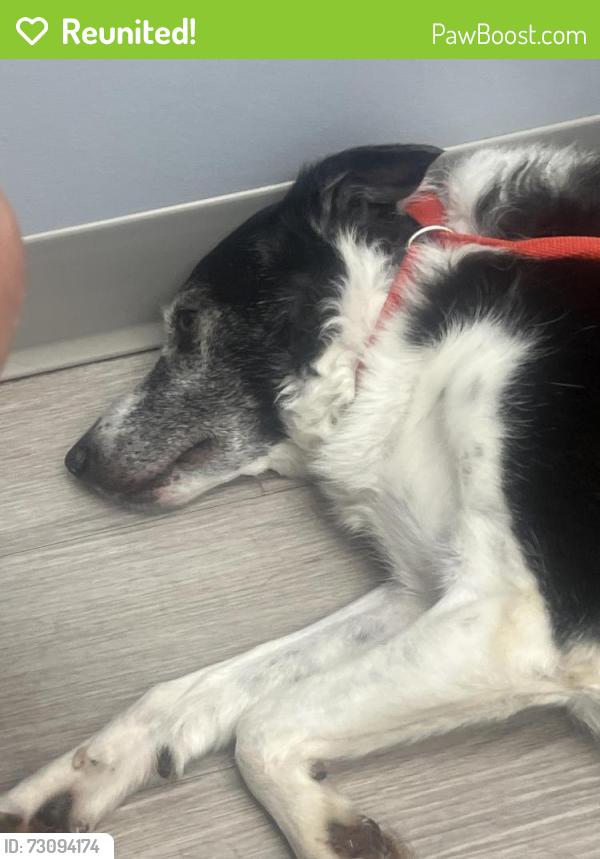Reunited Female Dog last seen Hershey Animal hosp, Hershey, PA 17033