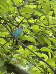 Found/Stray Unknown Bird last seen Ridge Ave and Section Road, Amberley, OH 45237