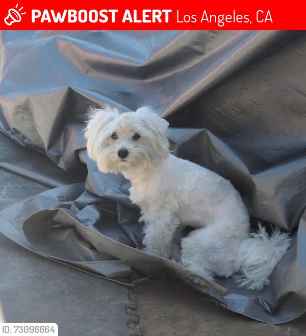 Lost Female Dog last seen Near Raymond Ave, Los Angeles, CA 90044, Los Angeles, CA 90044