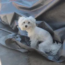 Lost Female Dog last seen Near Raymond Ave, Los Angeles, CA 90044, Los Angeles, CA 90044