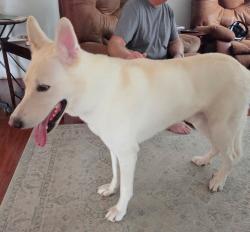 Reunited Male Dog last seen Embassy regency light port richey fl, Jasmine Estates, FL 34668
