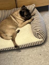Found/Stray Female Dog last seen Picked up on El Pasado Dr right by riverside park, Modesto, CA 95354
