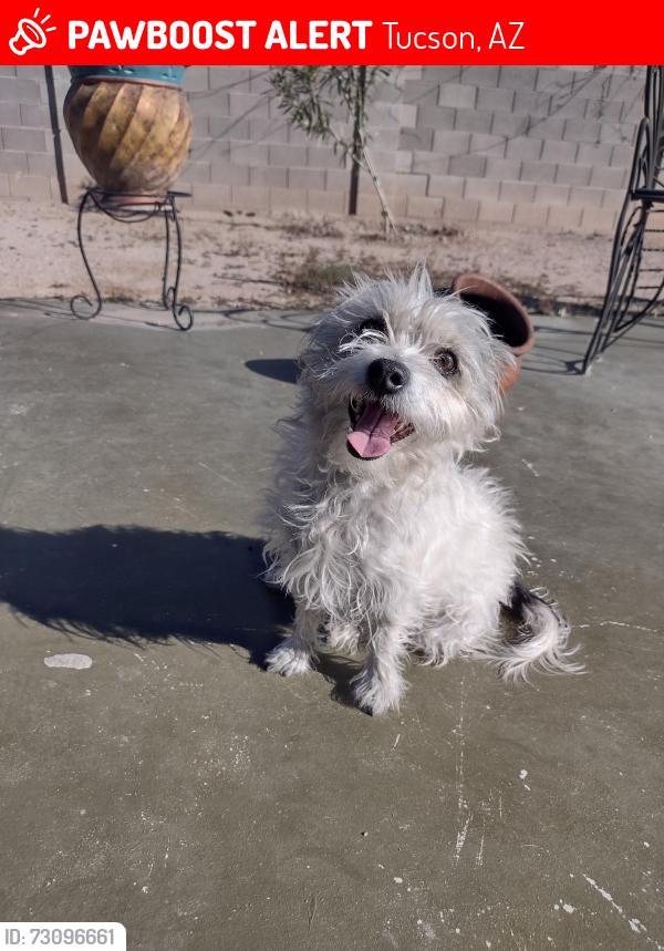 Lost Female Dog last seen Mission and Irvington, Tucson, AZ 85746
