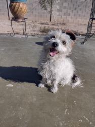 Lost Female Dog last seen Mission and Irvington, Tucson, AZ 85746