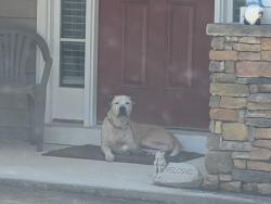 Found/Stray Female Dog last seen Cox Rd, Auburn, AL 36832