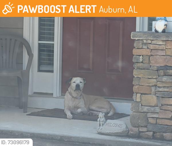 Found/Stray Female Dog last seen Cox Rd, Auburn, AL 36832