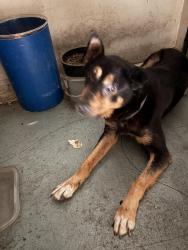 Found/Stray Unknown Dog last seen N Westmoreland Ave and Middlebury St near Madison West park, Los Angeles, CA 90004