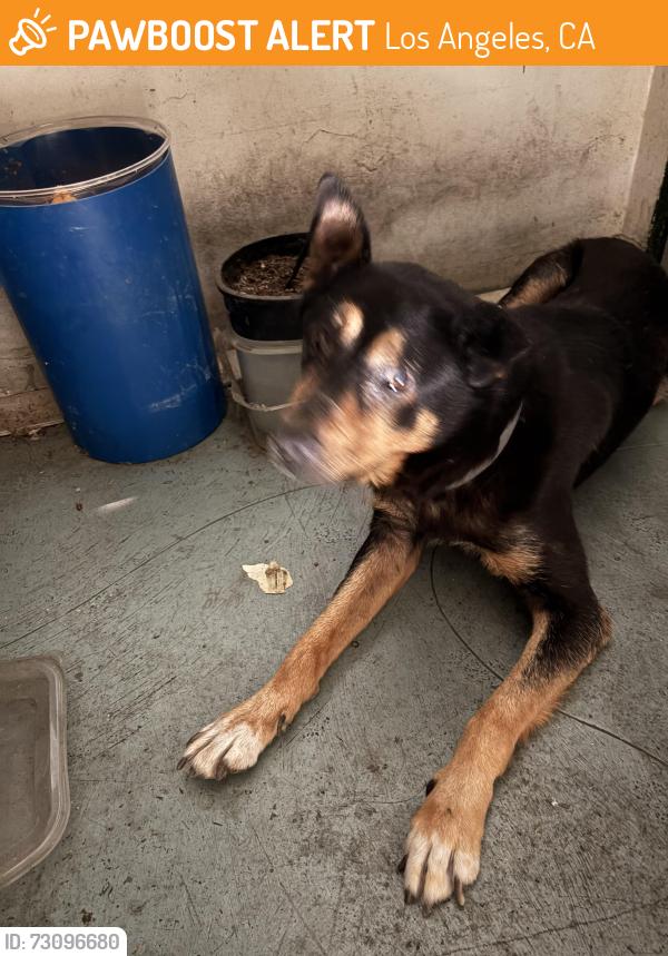 Found/Stray Unknown Dog last seen N Westmoreland Ave and Middlebury St near Madison West park, Los Angeles, CA 90004