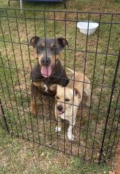 Found/Stray Female Dog last seen Tustin and Mayfair, Orange, CA 92867