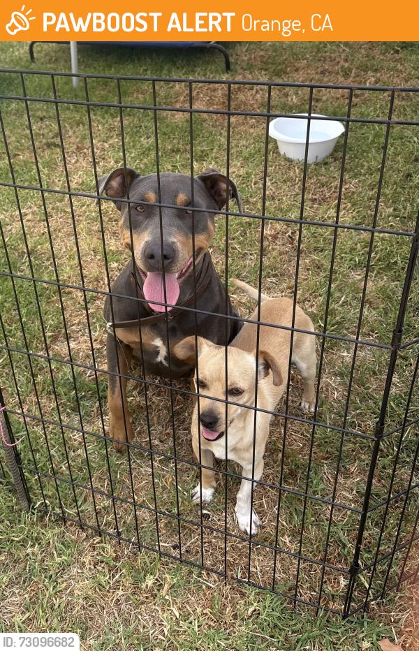 Found/Stray Female Dog last seen Tustin and Mayfair, Orange, CA 92867