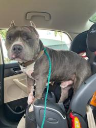 Shelter Stray Male Dog last seen BURLINGTON 27 AVE OPALOCKA, 3599 NW 79th Ave, Doral, FL 33122, USA