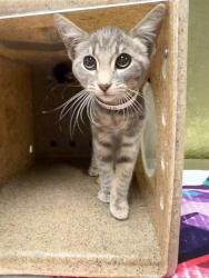 Shelter Stray Female Cat last seen PACIFIC RD, SONRISA DR CORONA CA, 6851 Van Buren Boulevard, Jurupa Valley, CA 92509, USA