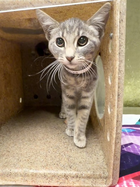 Shelter Stray Female Cat last seen PACIFIC RD, SONRISA DR CORONA CA, 6851 Van Buren Boulevard, Jurupa Valley, CA 92509, USA