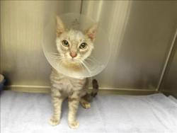 Shelter Stray Male Cat last seen , 11361 W Pico Blvd, Los Angeles, CA 90064, USA