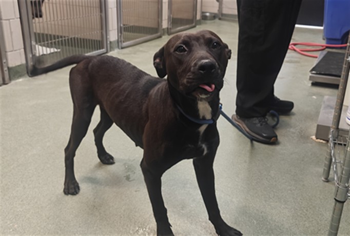 Shelter Stray Female Dog last seen OJO DE LA VACA RD GLORIETA NM 87532, 100 Caja Del Rio Rd, Santa Fe, NM 87507, USA