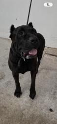 Shelter Stray Female Dog last seen Near BLOCK NW 141ST ST, 3599 NW 79th Ave, Doral, FL 33122, USA